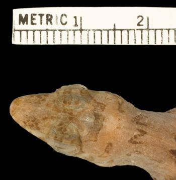 Media type: image;   Herpetology R-132383 Aspect: head dorsal